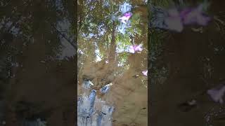 Reflejo 167 canta la calandria nature imagination love beautiful bird [upl. by Ahsir693]