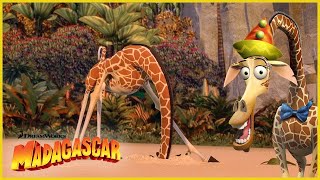 ¡Los mejores cortos de Melman  DreamWorks Madagascar en Español Latino [upl. by Holder]