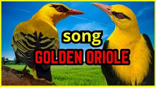 Song golden oriole 🟢 Nesting birds – Eurasian golden oriole Oriolus oriolus [upl. by Enihpesoj]