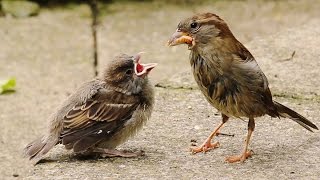 Two Critical Weeks for Fledgling House Sparrows [upl. by Smada]