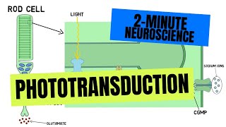 2Minute Neuroscience Phototransduction [upl. by Anayek]