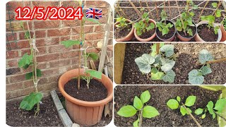 Shoker Bagan UK 2024  কিছু গাছ বাহিরে রোপণ করে দিলাম 🌱🌱 Garden Update [upl. by Balduin713]