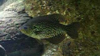 Crappie Fish at the Shedd Aquarium [upl. by Hagile]