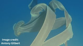 Alienlike giant phantom jellyfish spotted in frigid waters off Antarctica [upl. by Suiremed]