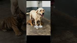 Heartwarming story Dog cares for Orphaned tiger cubs😓😔 animalscatdogfunny videonat geo wild [upl. by Aikaj]