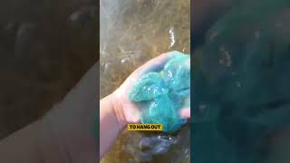 Are all Jellyfish dangerous jellyfish facts shorts seaanimals [upl. by Nytsirc]