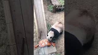 This Panda is a genius AdorablePets animaldailylife CuteAnimals AnimalLovers PetVideos [upl. by Alta374]