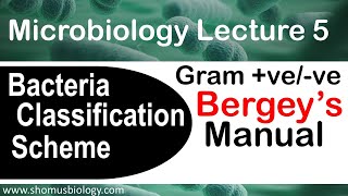 Microbiology lecture 5 Gram positive vs Gram negative Bergey’s manual [upl. by Bonne]