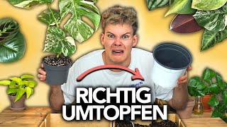 PFLANZEN UMTOPFEN  So gehts richtig  Joeys Jungle Plants [upl. by Inavoj]