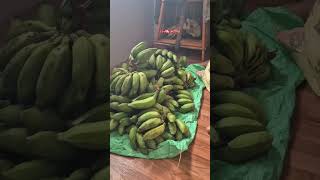 organicfruit organic banana sindhupalchok [upl. by Milas]