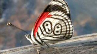 88 butterfly at Iguassu Falls Brazil [upl. by Ostap370]