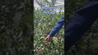 Blueberry Picking in Canada Blueberry Farm villagelife motivational [upl. by Ahsieit]