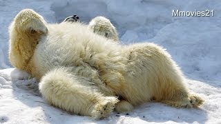 仰向けで寝るデナリPolar Bear sleepｓ on his back [upl. by Bedad]