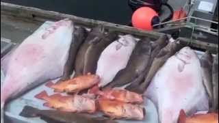 Halibut fishing 182lbs Vancouver Island Winter Harbour BC [upl. by Dev]