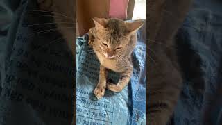 Tabby cat meowing cat catvideos catvideoshort [upl. by Asihtal51]