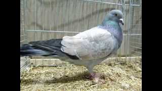 Cauchois blaurosageschuppt LipsiaSchau 2014 Cauchois Pigeon [upl. by Aivek]