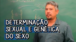 Determinação Sexual e Genética do Sexo  Extensivo Biologia  Descomplica [upl. by Naneek719]