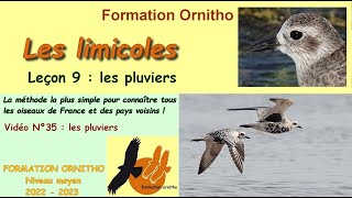 Oiseaux de France 35  Limicoles 9  les pluviers [upl. by Meli426]