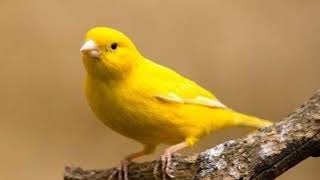 Canary bird is most powerful song power for training Atlantic Canary [upl. by Nilya]