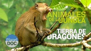 Animales de la Jungla Tierra de Dragones  Naturaleza  Planet Doc [upl. by Tomlin]