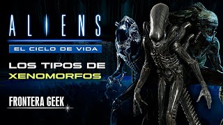 TIPOS DE ALIENS  El CICLO DE VIDA y los Tipos de XENOMORFOS  ALIEN Evolución y Clases [upl. by Talanian]