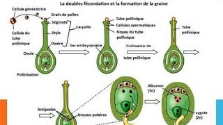 SVT  baccalauréat  La reproduction sexuée chez les plantes à fleurs éléments essentiels PARTIE2 [upl. by Akiner914]