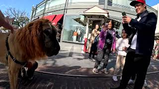 Cash 20 Great Dane Lion King at The Grove and Farmers Market in Los Angeles 2 [upl. by Ayahs]