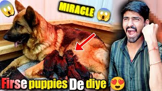 GSD NE FIRSE PUPPIES DE DIYE 😱l MIRACLE l german shepherd giving birth l 1 bitch 9 pups l homebirth [upl. by Nylodnew759]