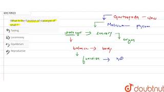 What is the function of statocyst of snail [upl. by Katuscha603]