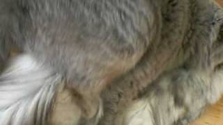 Dekking Beer en Swiffer  British shorthair cats mating [upl. by Nesnah83]