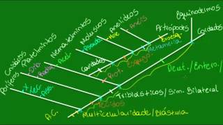 Filogenia do reino animal  Parte 2  Zoologia  Biologia [upl. by Ecirted]