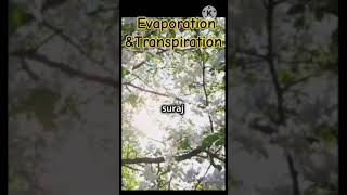 EvaporationTranspirationEvaporation vs transpiration agriculture [upl. by Atalanta274]