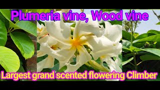 Moorva र्मूवा Plumeria or Wood vine frangipani vine Ghoryu Chonemorpha fragrans Apocynaceae [upl. by Combe]