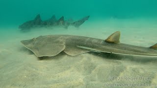 HDObservations  Shovelnose Guitarfish 4K UHD [upl. by Neemsaj]