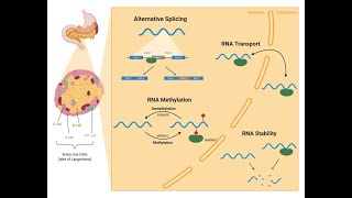 HIRN Webinar RNA Processing in Metabolic Tissues [upl. by Hanley867]