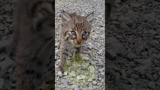 Blue eye baby wild bobcat kittens babyanimals cuteanimals [upl. by Bobina]