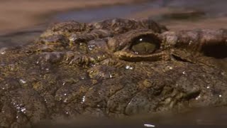 Crocodile Waits for Wildebeest in Rapids  BBC Earth [upl. by Aniuqaoj]