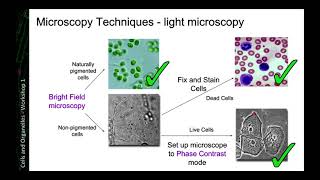 Microscopy Techniques [upl. by Cand673]