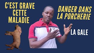 ATTENTION  cette maladie est très grave CHEZ les porcs [upl. by Kenta]