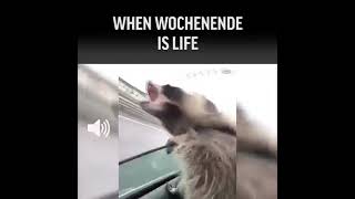 Lustige Tiere  Waschbär Wochenende SAUFEN [upl. by Haywood]