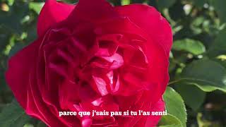 Rosiers Georges Delbard [upl. by Narda386]