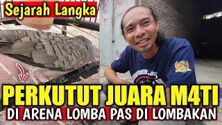 PERKUTUT LOKAL GACOR JUARA M4TI PAS DI LOMBAKAN  SEJARAH LANGKA DI INDONESIA 🇮🇩 [upl. by Beacham116]