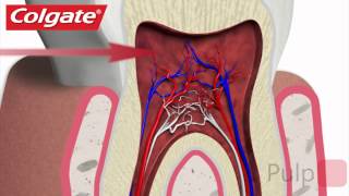 Your Teeth Explained by Colgate [upl. by Eidnyl]