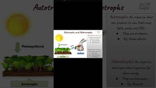 autotrophs heterotrophs shorts ytshorts biology autotrophic heterotrophs lifeprocess [upl. by Agle594]