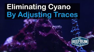 Eliminating Cyano By Adjusting Trace Elements [upl. by Grunenwald550]