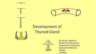 Development of thyroid gland [upl. by Arba886]