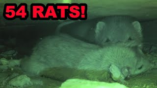 Mink and Dogs Catch 54 Rats at a Farm [upl. by Anirtep192]