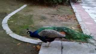 Pavos Reales en los Jardines de Cecilio Rodríguez Parque de El Retiro Madrid [upl. by Tallou629]