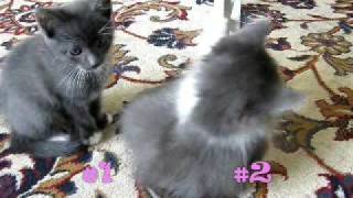 Gray kittens 7 weeks old [upl. by Gibe]