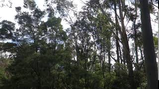 Bellbirds Singing In the Forest  Australia [upl. by Cullie257]